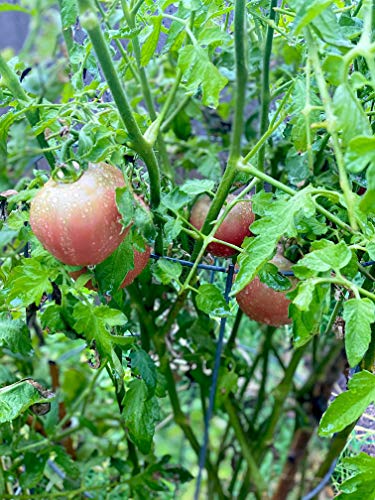 Fresh tomatoes