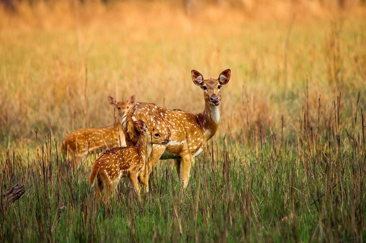 Deer wildlife sighting in Bardia Deer wildlife sighting in Bardia