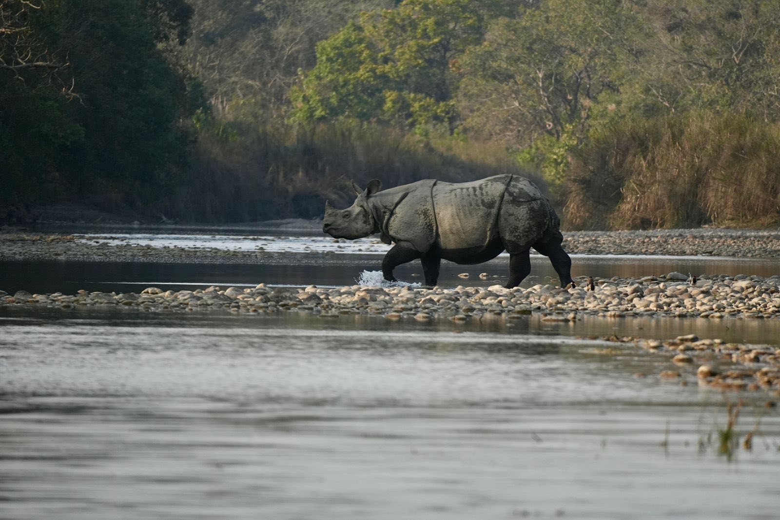 One horned rhinoceros near Bardia One horned rhinoceros near Bardia