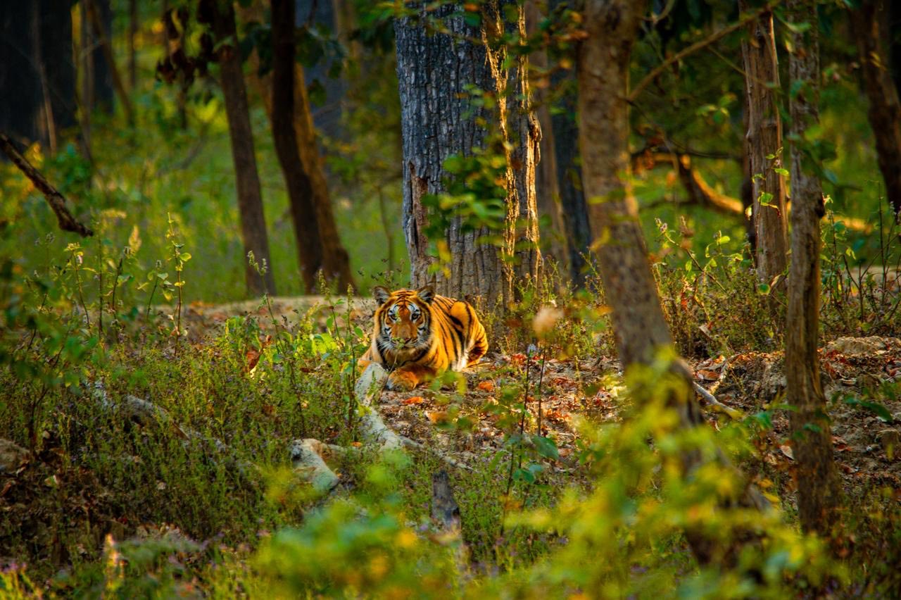 Tiger in Bardia National Park Tiger in Bardia National Park