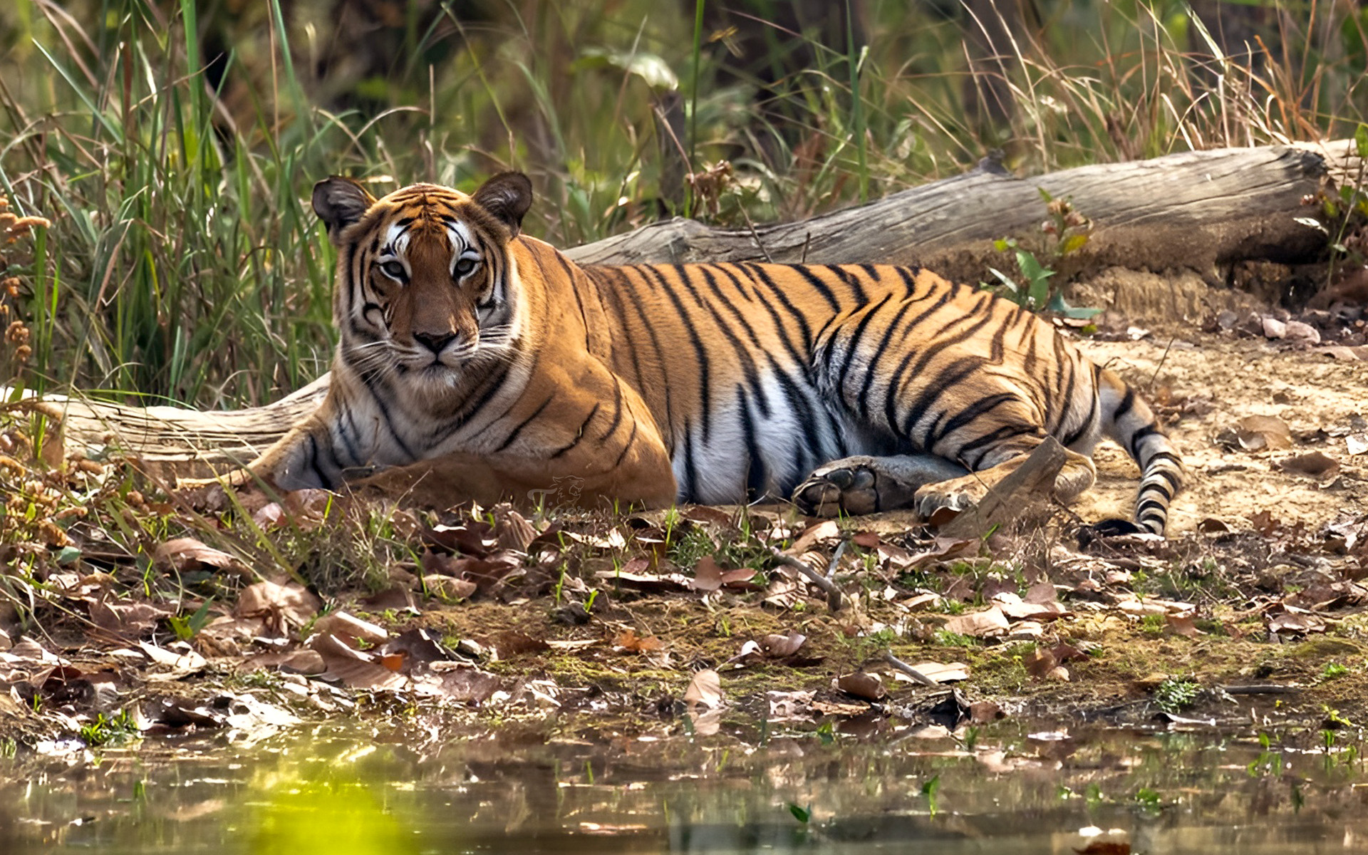 Royal Bengal tiger habitat near Bardia National Park